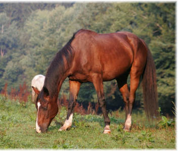 Usti