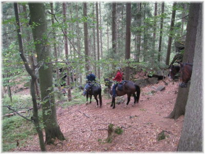 Door het bos