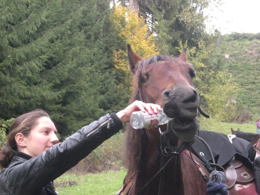 dorst