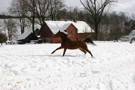 Rigonka in de sneeuw