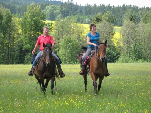 wij op de paarden