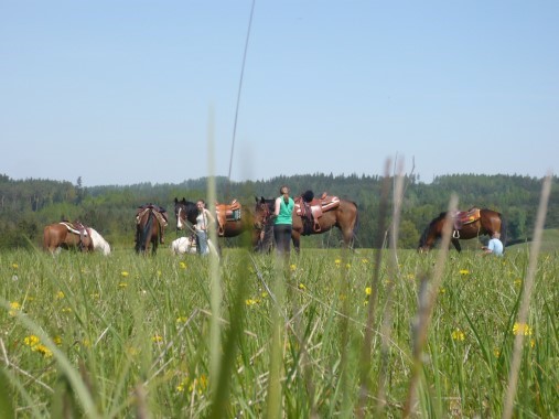 pauze op een weide